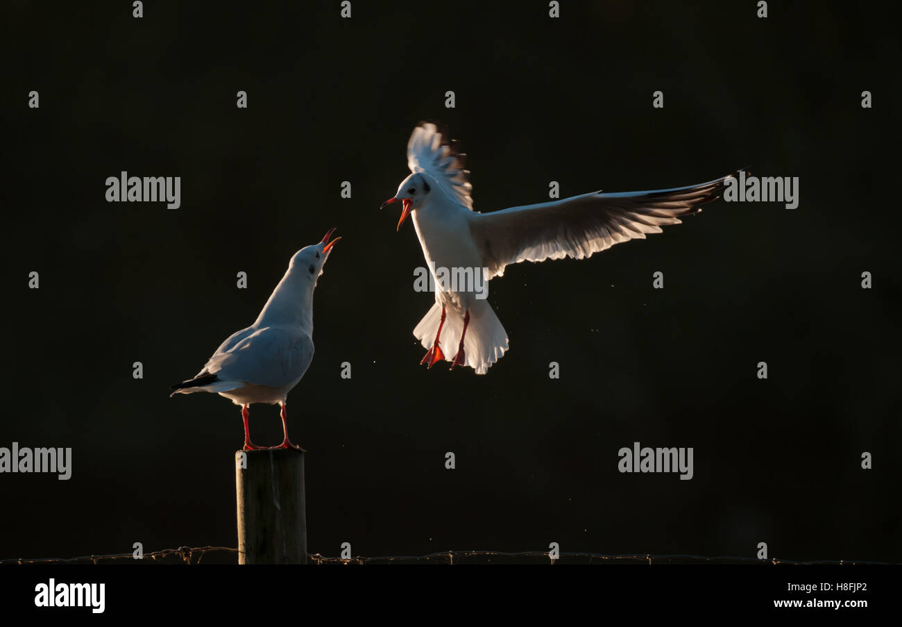 Chroicocephalus ridibundus Mouette noir entrée en terre avec un autre oiseau défendre vigoureusement son perchoir, octobre, Essex Banque D'Images
