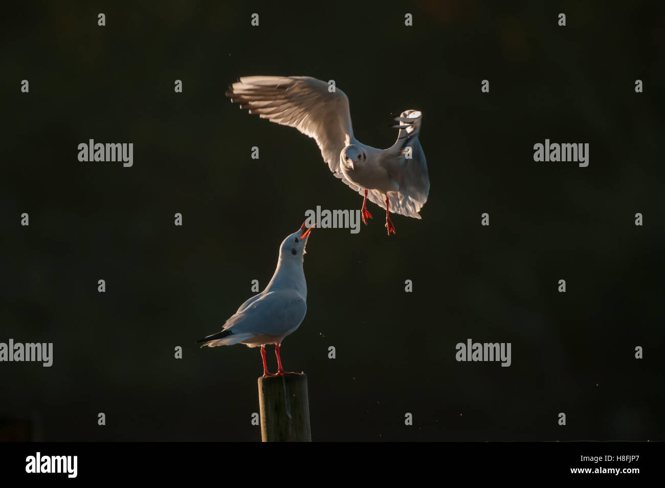 Chroicocephalus ridibundus Mouette noir entrée en terre avec un autre oiseau défendre vigoureusement son perchoir, octobre, Essex Banque D'Images
