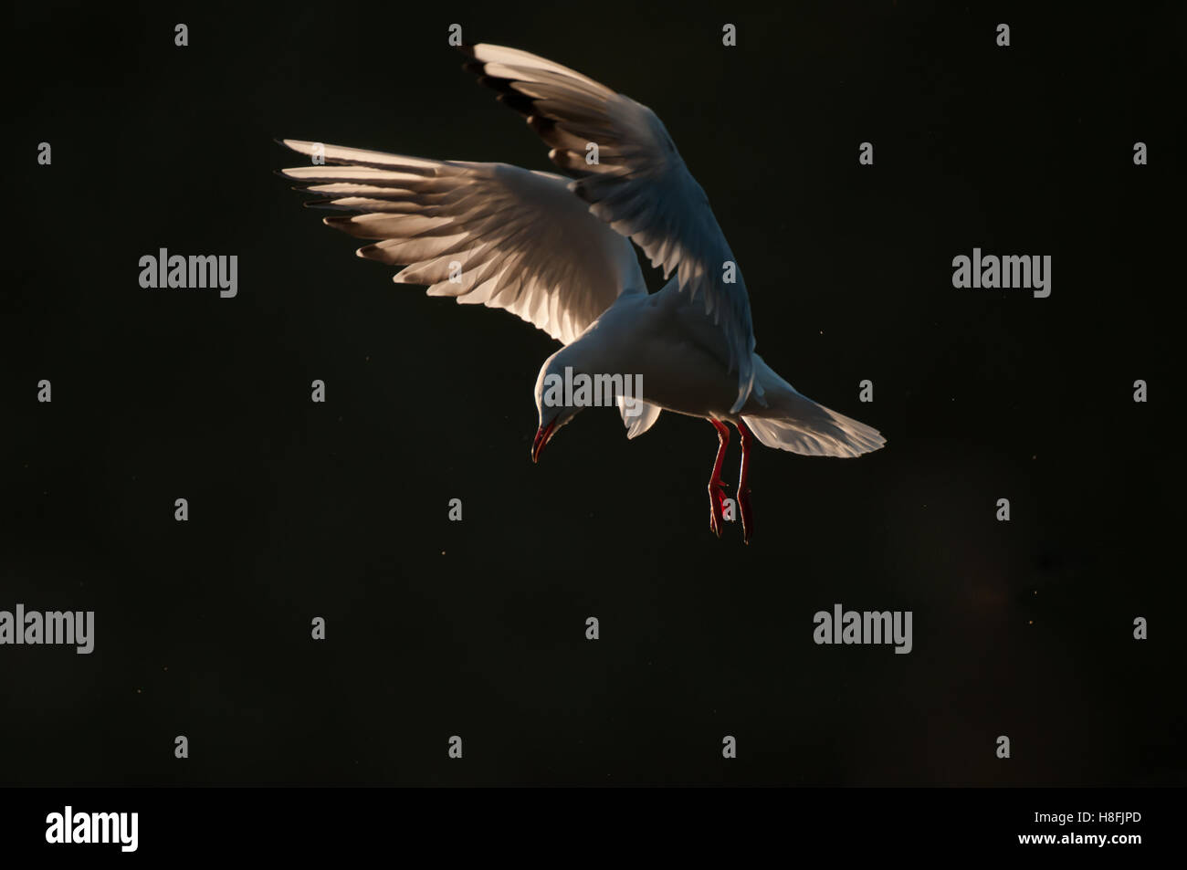 Chroicocephalus ridibundus Mouette noir entrée en terre tôt le matin, avec ses ailes illuminées, Essex, octobre Banque D'Images