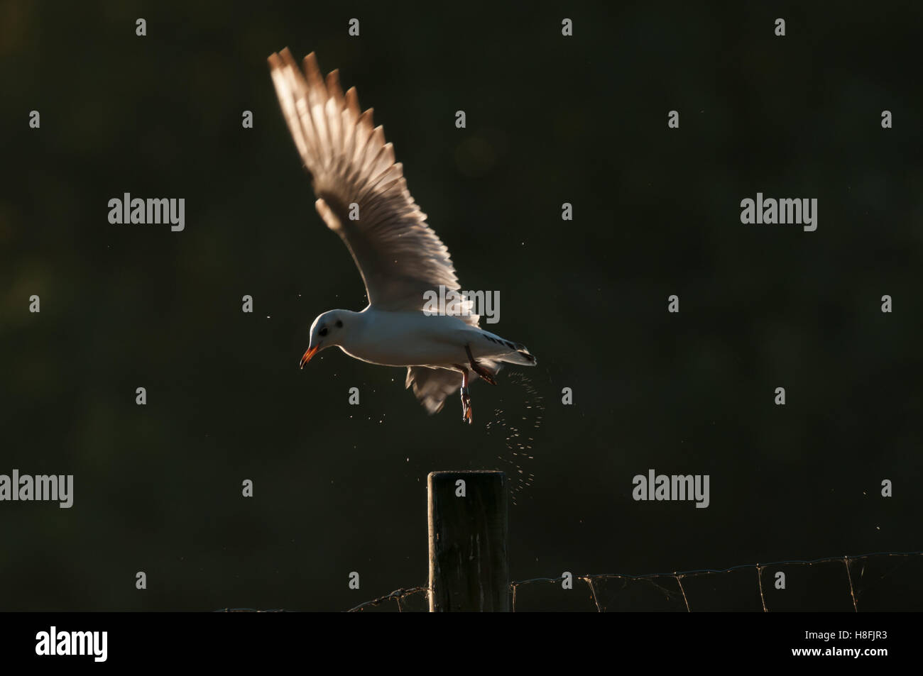Chroicocephalus ridibundus Mouette noir entrée en terre tôt le matin, avec ses ailes illuminées, Essex, octobre Banque D'Images