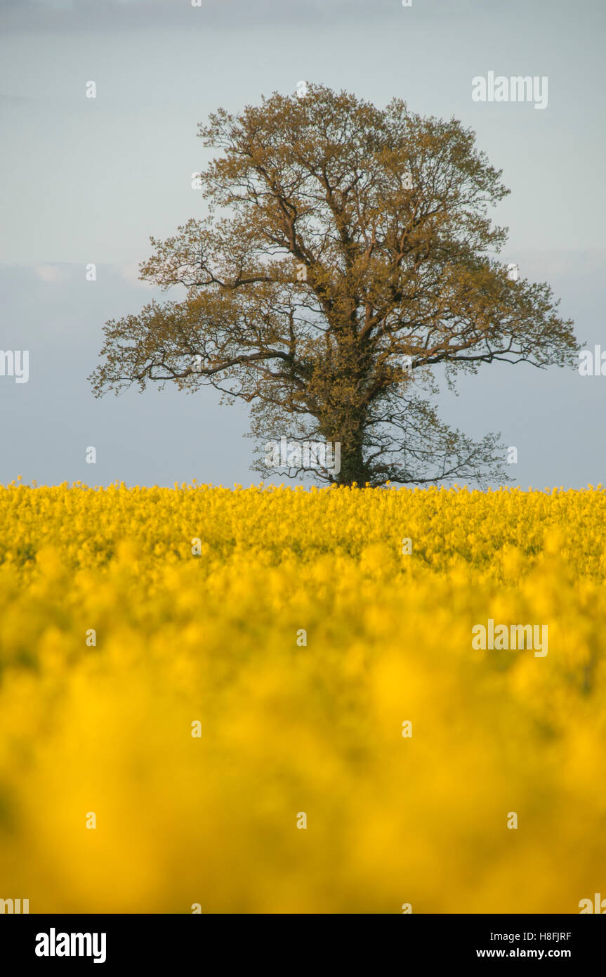 Le colza Brassica napus en fleurs à travers champ les agriculteurs en masse, au coucher du soleil, avril Essex Banque D'Images