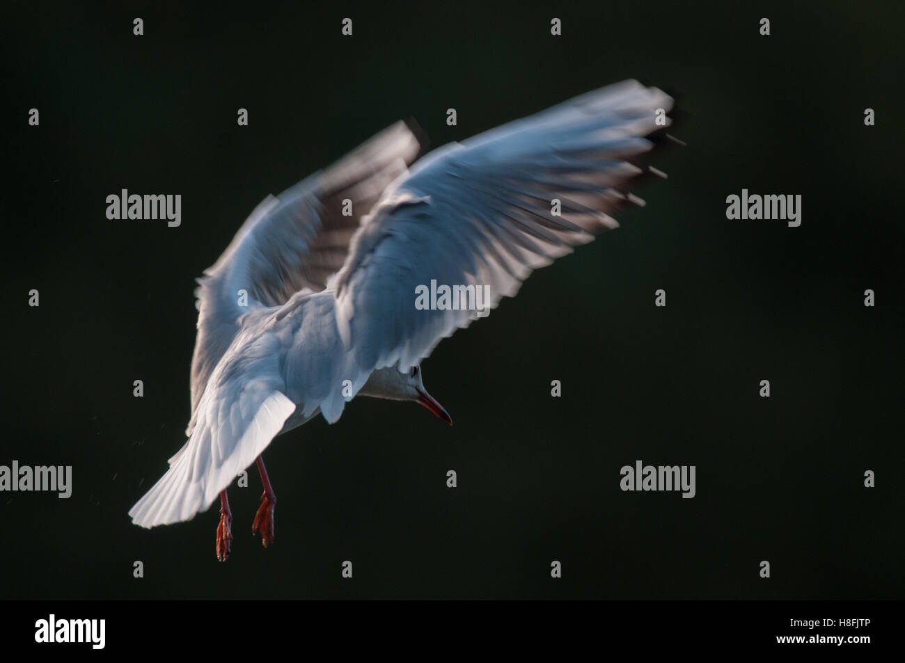 Chroicocephalus ridibundus Mouette noir entrée en terre tôt le matin, avec ses ailes illuminées, Essex, octobre Banque D'Images