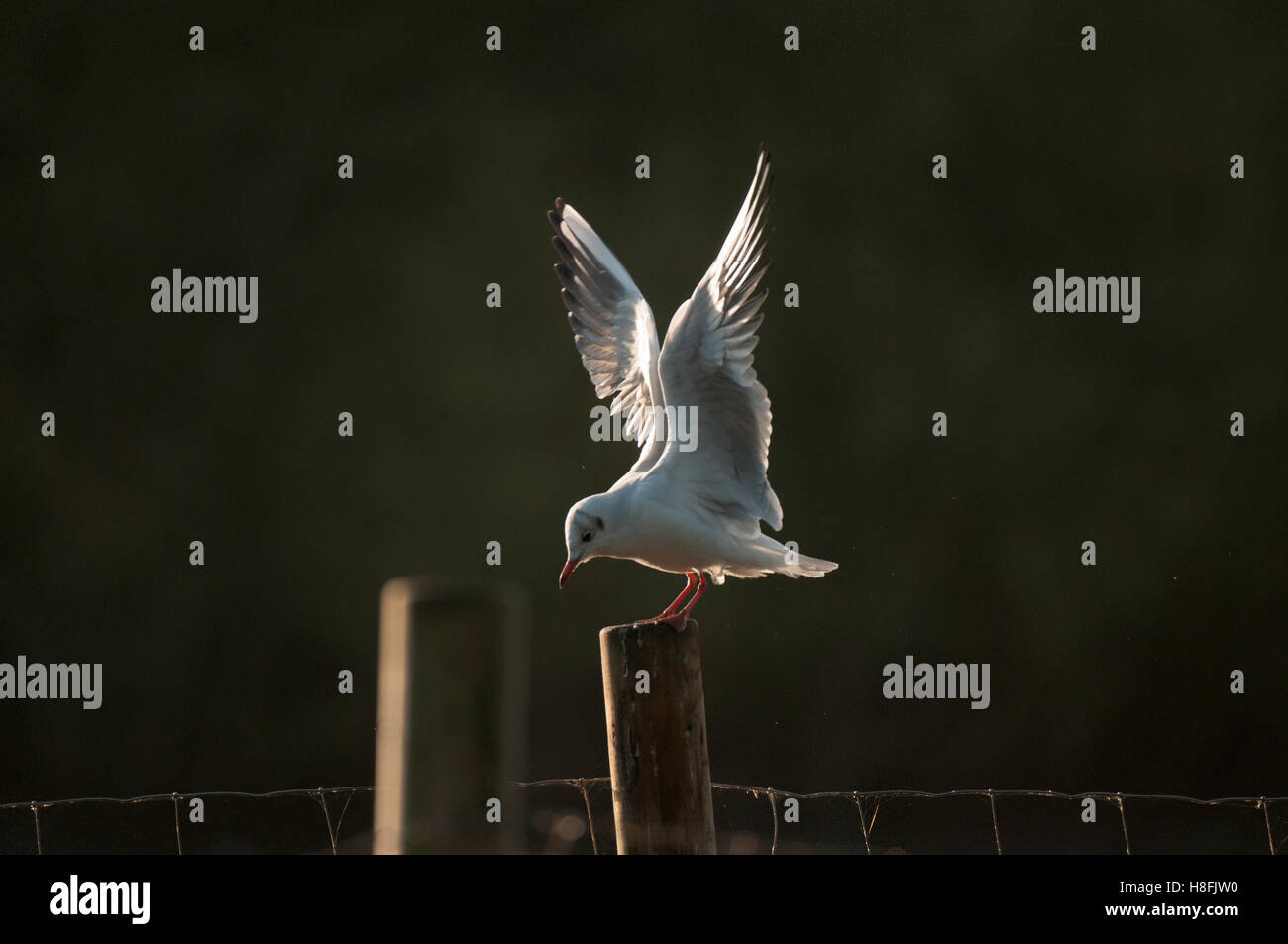 Chroicocephalus ridibundus Mouette noir entrée en terre tôt le matin, avec ses ailes illuminées, Essex, octobre Banque D'Images