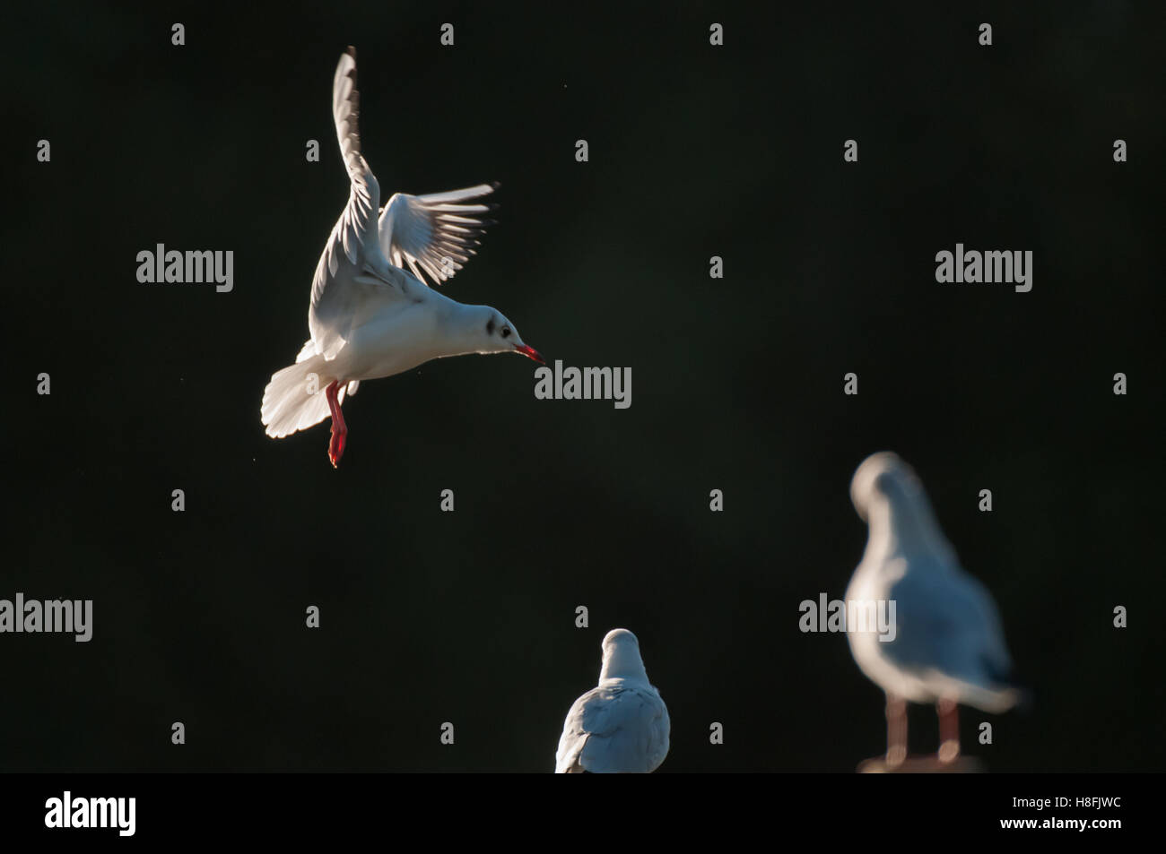 Chroicocephalus ridibundus Mouette noir entrée en terre tôt le matin, avec ses ailes illuminées, Essex, octobre Banque D'Images