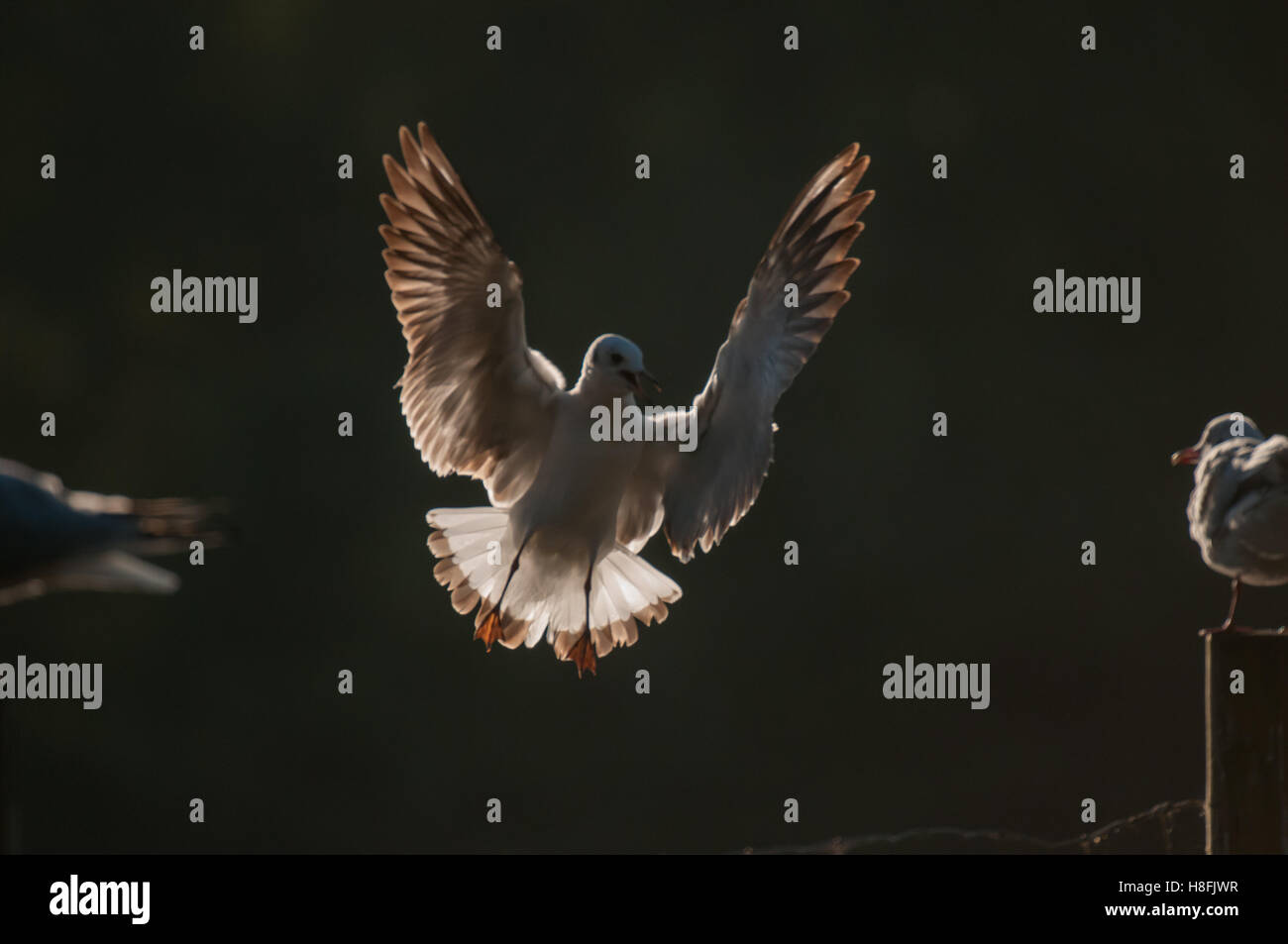 Mouette à tête noire Chroicocephalus entrée en terre avec ses ailes illuminées, Essex, octobre Banque D'Images