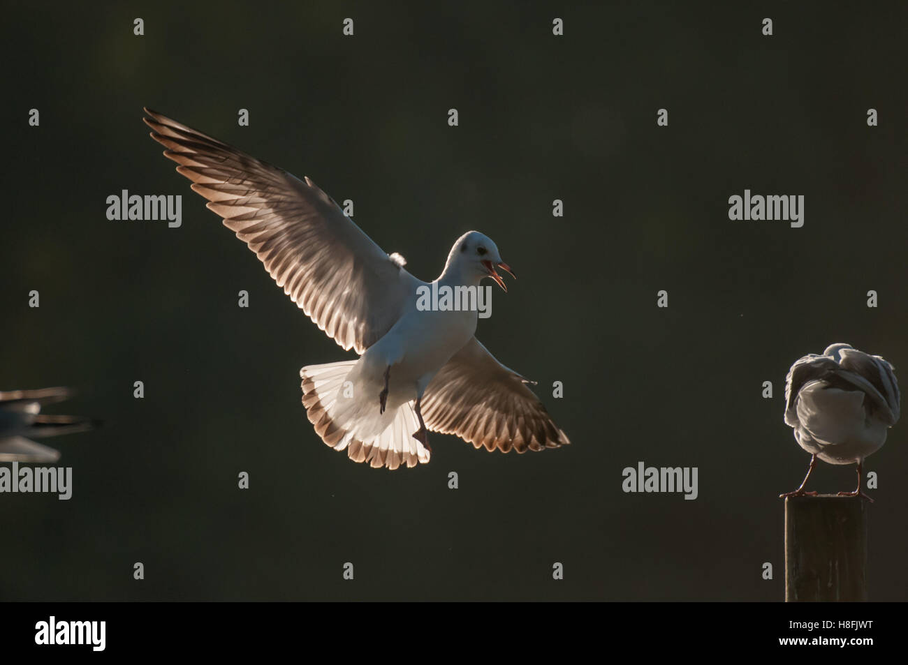 Mouette à tête noire Chroicocephalus entrée en terre avec ses ailes illuminées, Essex, octobre Banque D'Images