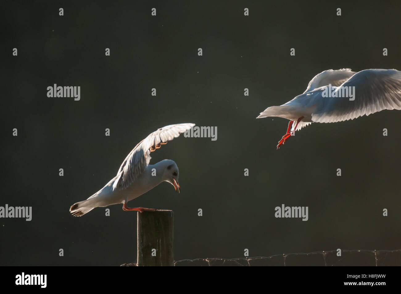 Mouette à tête noire Chroicocephalus entrée en terre avec ses ailes illuminées, Essex, octobre Banque D'Images