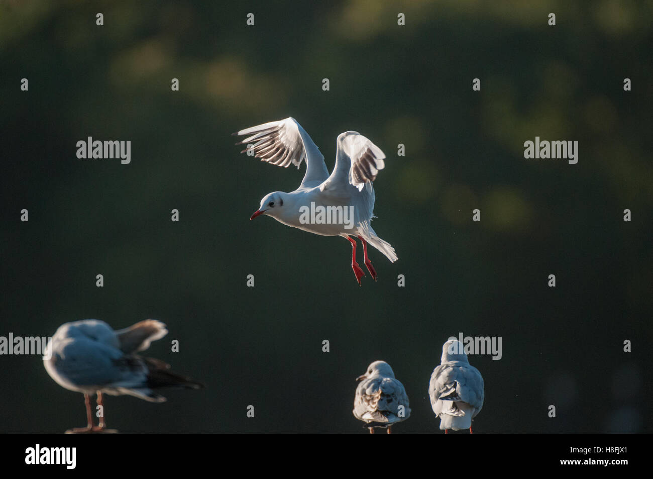 Chroicocephalus ridibundus Mouette noir entrée en terre tôt dans la matinée, dans l'Essex, octobre Banque D'Images