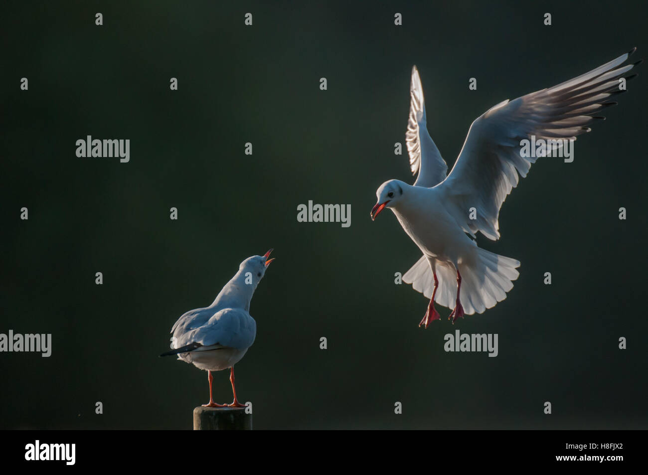 Chroicocephalus ridibundus Mouette noir entrée en terre avec un autre oiseau défendre vigoureusement son perchoir, octobre, Essex Banque D'Images
