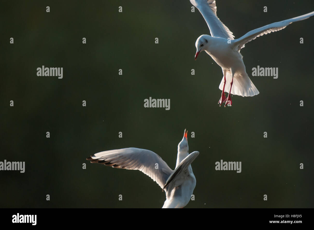 Chroicocephalus ridibundus Mouette noir entrée en terre avec un autre oiseau défendre vigoureusement son perchoir, octobre, Essex Banque D'Images