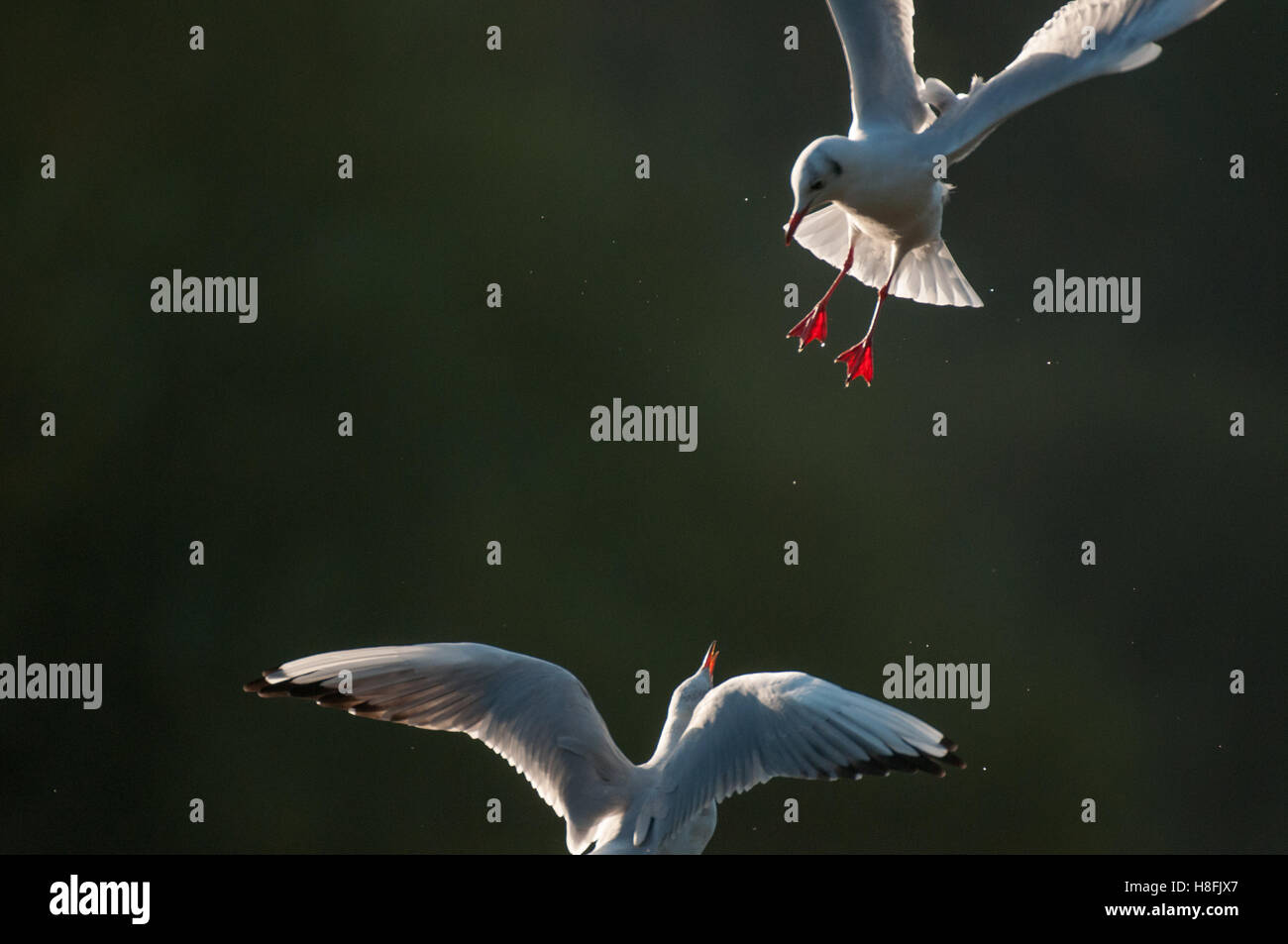 Chroicocephalus ridibundus Mouette noir entrée en terre avec un autre oiseau défendre vigoureusement son perchoir, octobre, Essex Banque D'Images