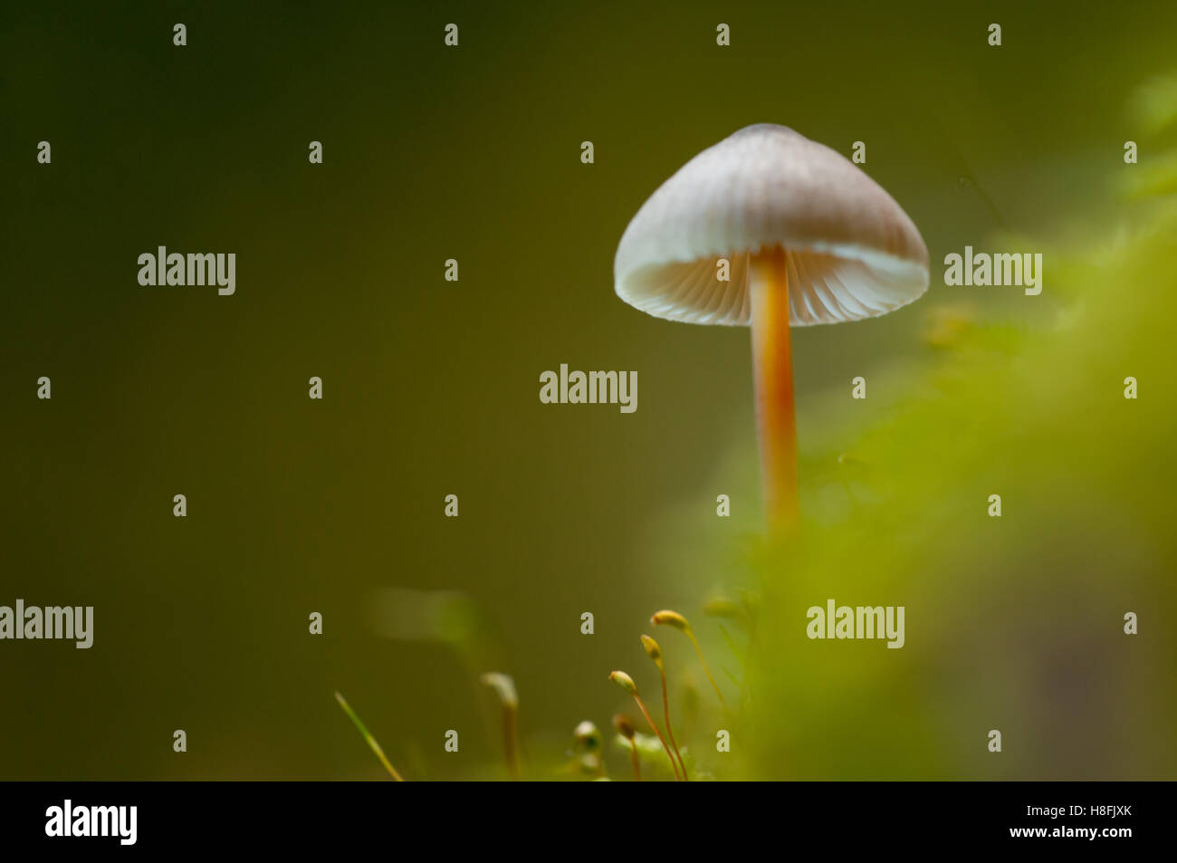 Saffrondrop Bonnet Mycena crocata couverts de mousse de plus en plus de sol forestier, Essex, octobre Banque D'Images