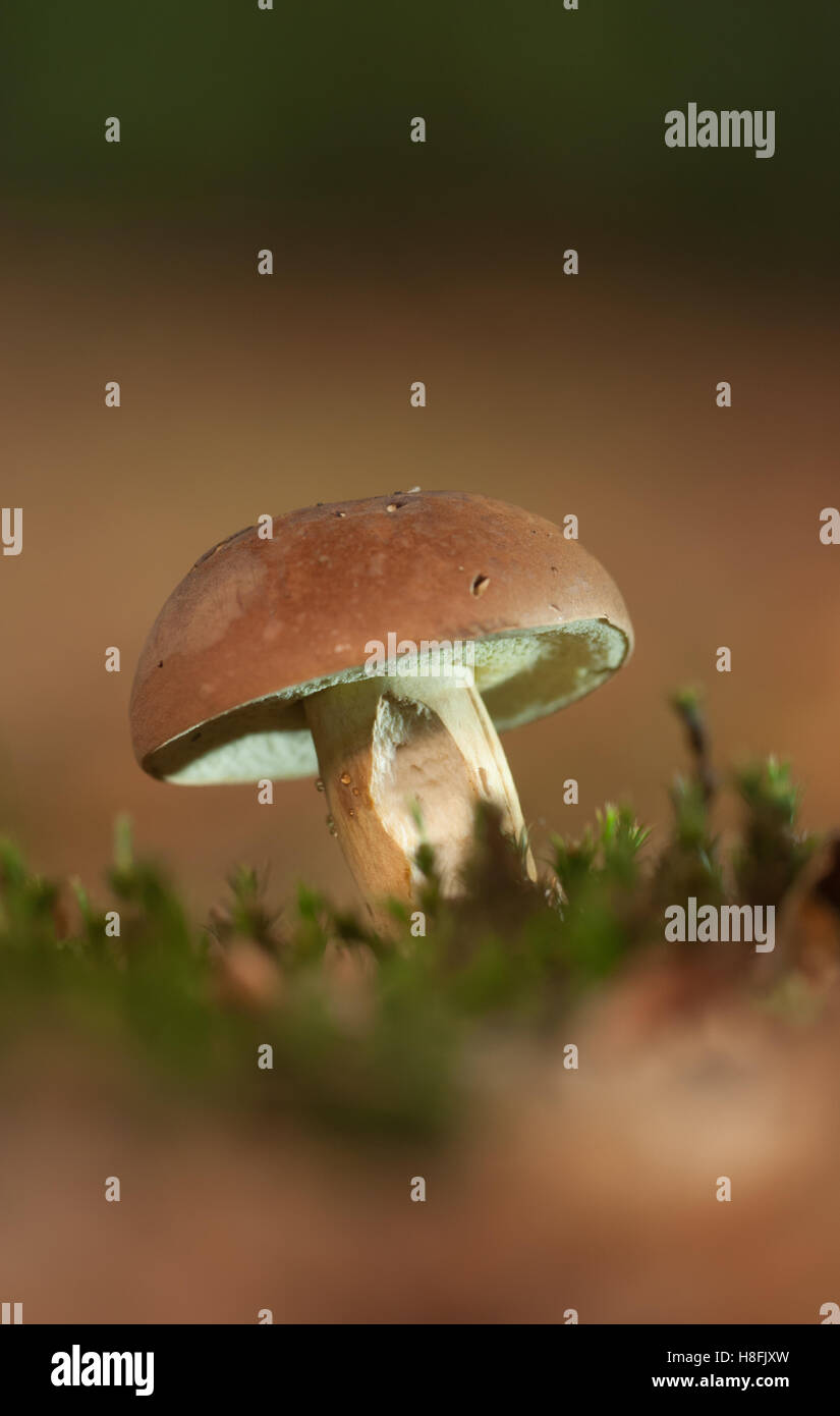 Penny Bun Boletus edulis champignon ou CEP, de plus en plus couverte de mousse tapis forestier, Essex, octobre Banque D'Images