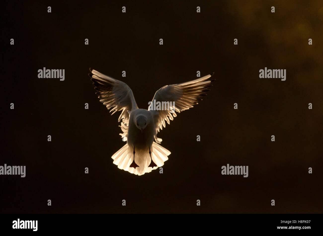 Chroicocephalus ridibundus Mouette noir entrée en terre tôt dans la matinée, dans l'Essex, octobre Banque D'Images