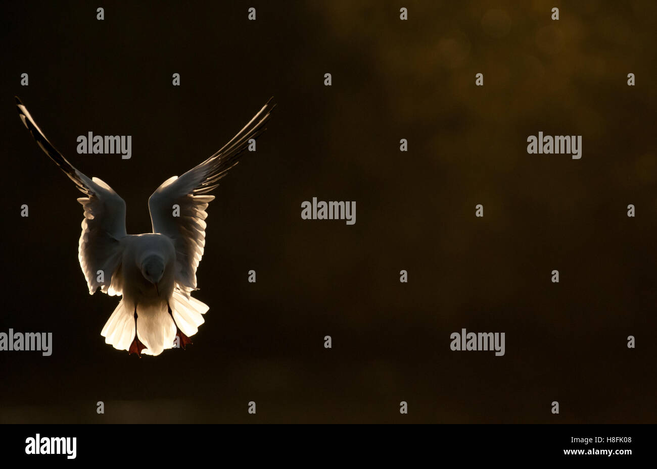 Chroicocephalus ridibundus Mouette noir entrée en terre tôt dans la matinée, dans l'Essex, octobre Banque D'Images