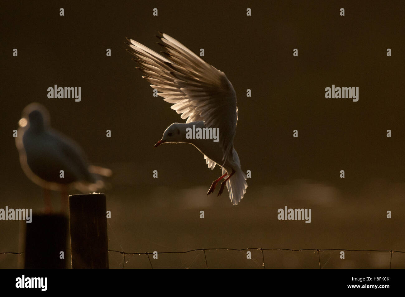 Chroicocephalus ridibundus Mouette noir entrée en terre tôt dans la matinée, dans l'Essex, octobre Banque D'Images