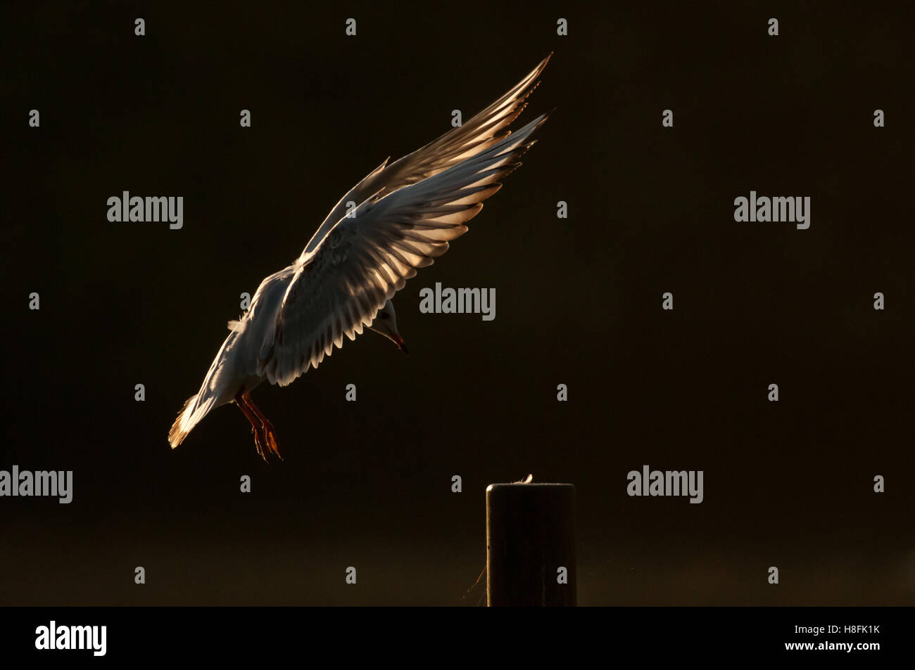 Chroicocephalus ridibundus Mouette noir entrée en terre tôt dans la matinée, dans l'Essex, octobre Banque D'Images