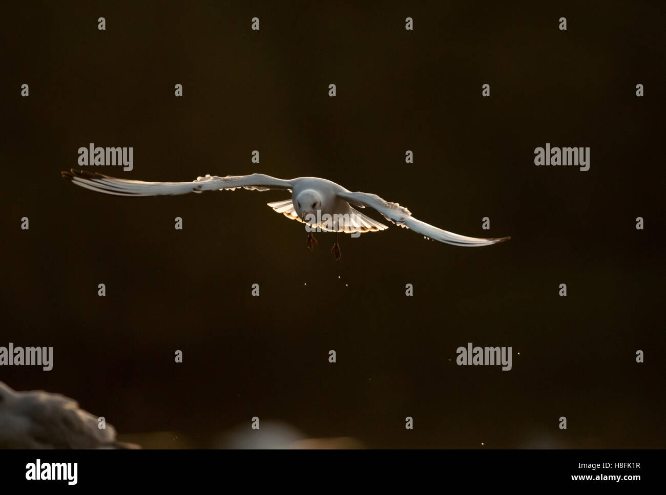 Chroicocephalus ridibundus Mouette noir en vol au lever du soleil, Essex, octobre Banque D'Images