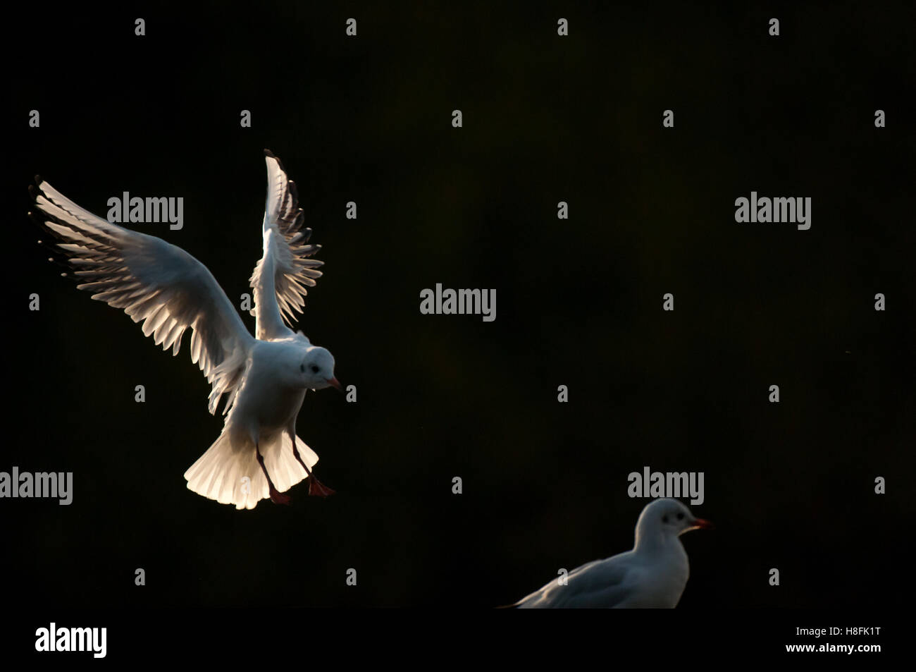 Chroicocephalus ridibundus Mouette noir entrée en terre tôt dans la matinée, dans l'Essex, octobre Banque D'Images