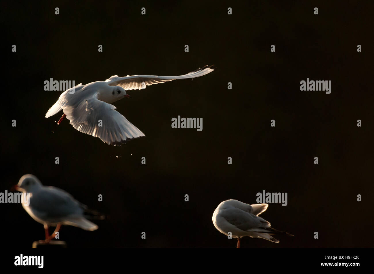 Chroicocephalus ridibundus Mouette noir en vol au lever du soleil, Essex, octobre Banque D'Images