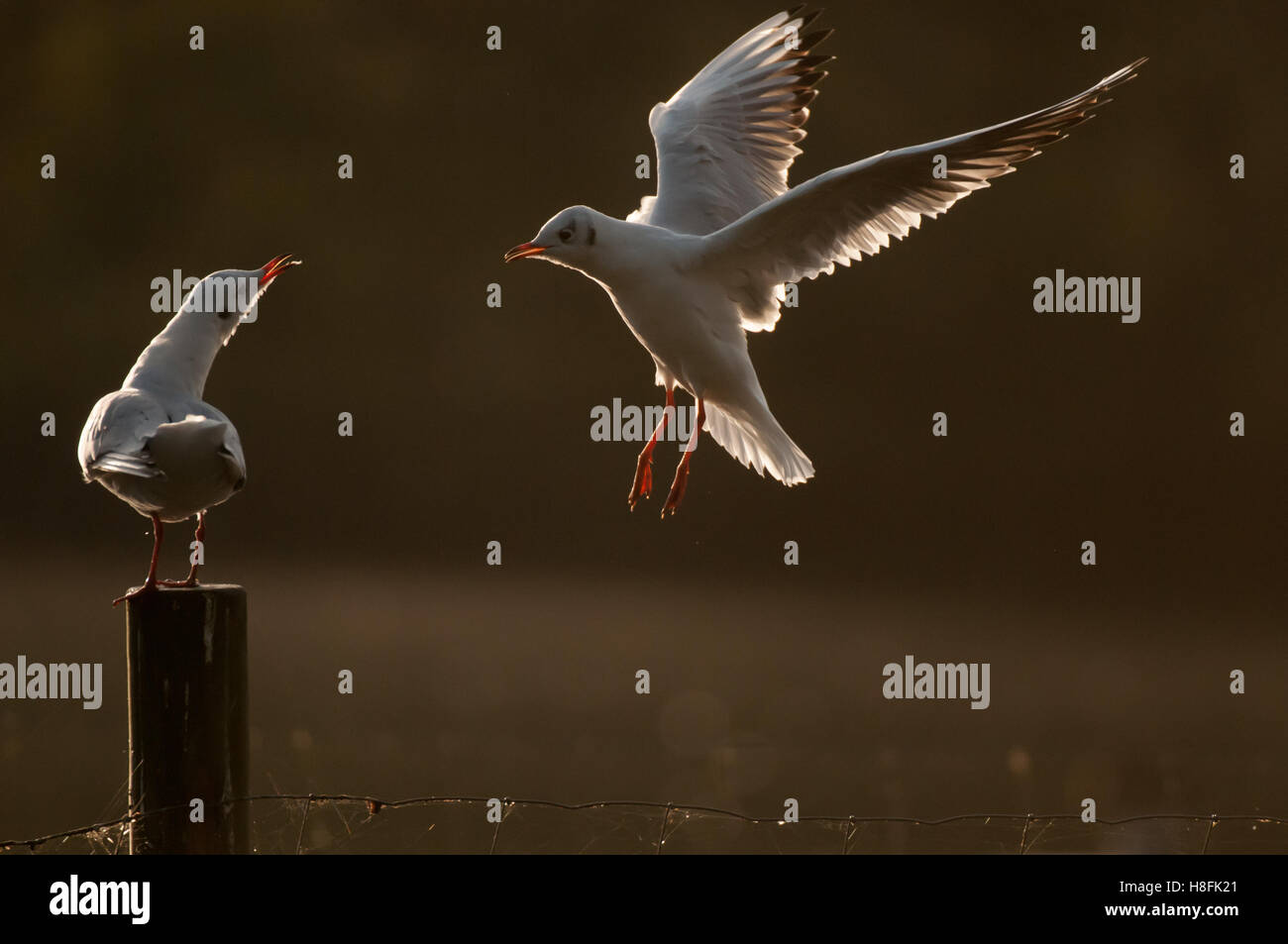Chroicocephalus ridibundus Mouette noir entrée en terre au petit matin d'automne, Essex, Banque D'Images