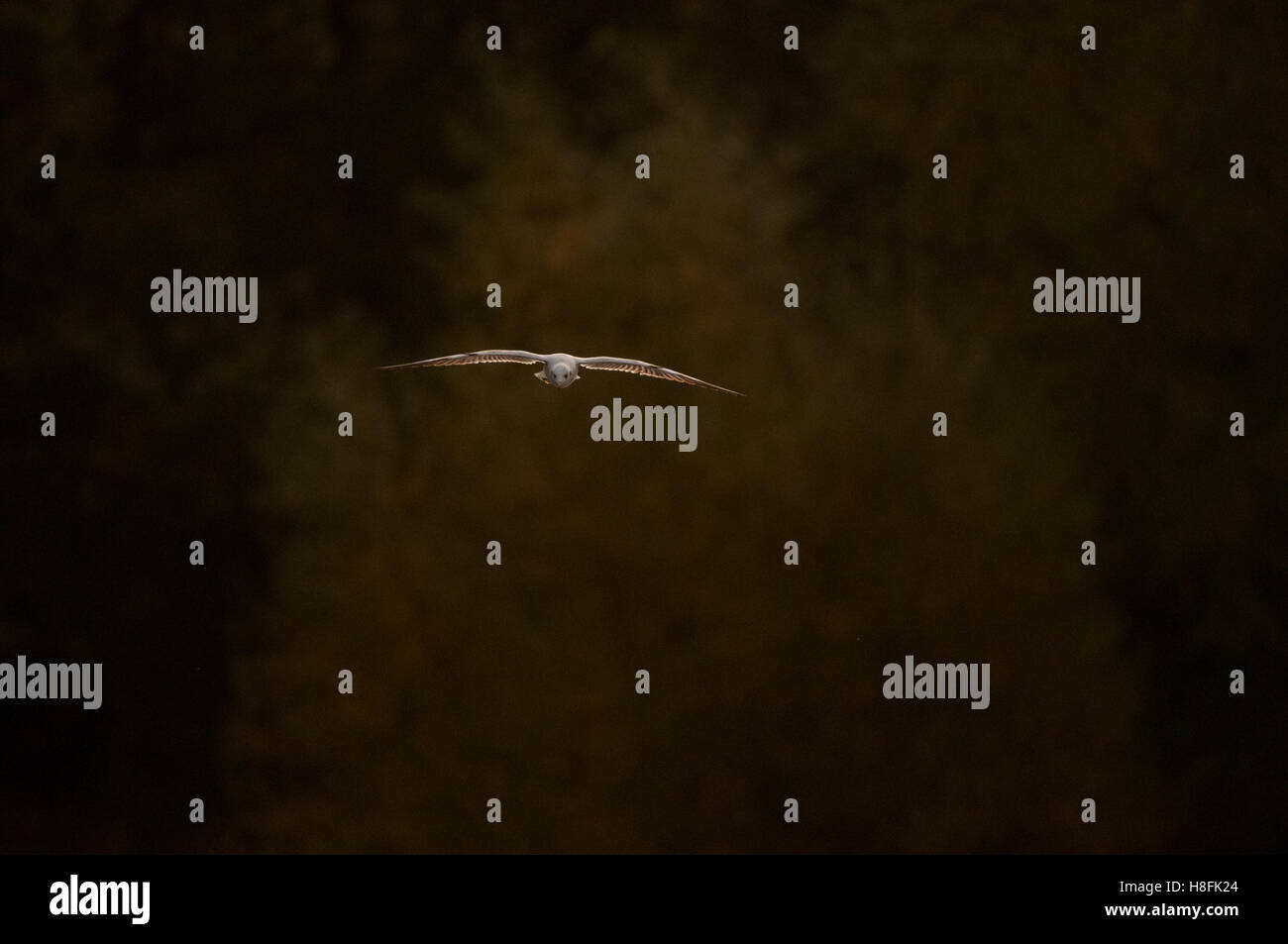 Chroicocephalus ridibundus Mouette noir en vol au lever du soleil, Essex, octobre Banque D'Images