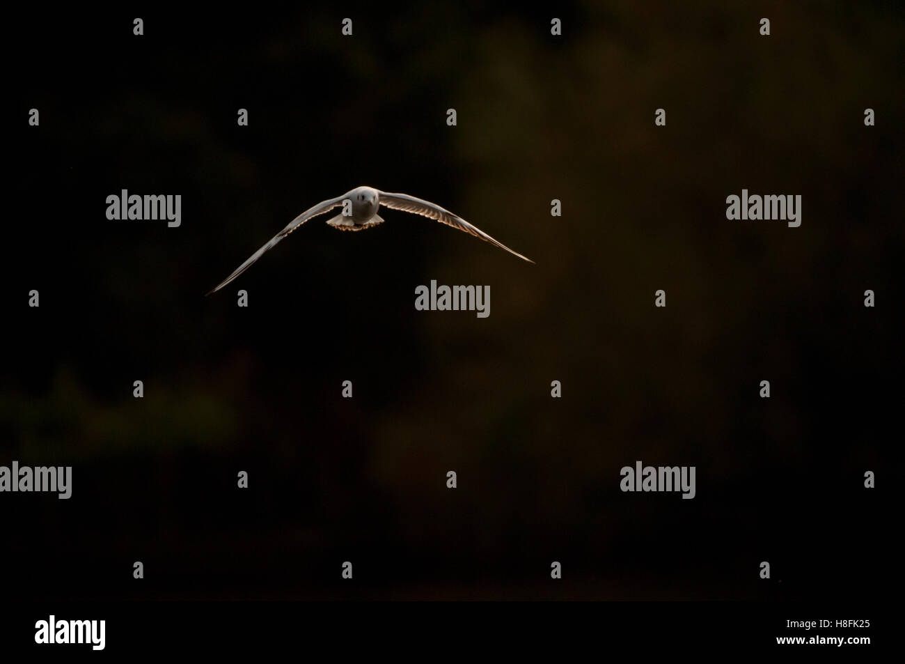 Chroicocephalus ridibundus Mouette noir en vol au lever du soleil, Essex, octobre Banque D'Images