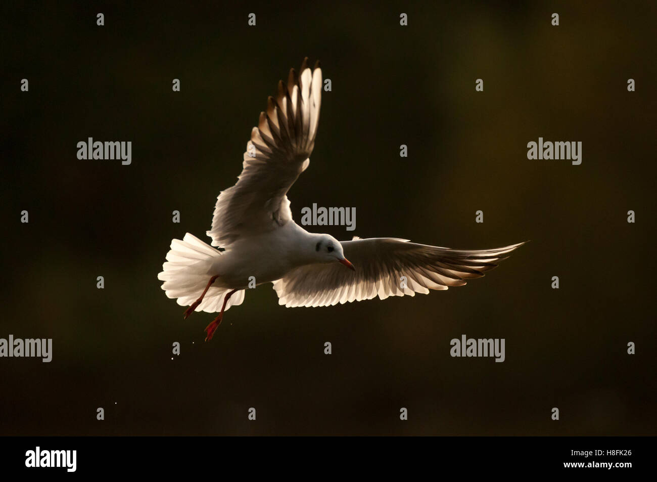 Chroicocephalus ridibundus Mouette noir en vol au lever du soleil, Essex, octobre Banque D'Images