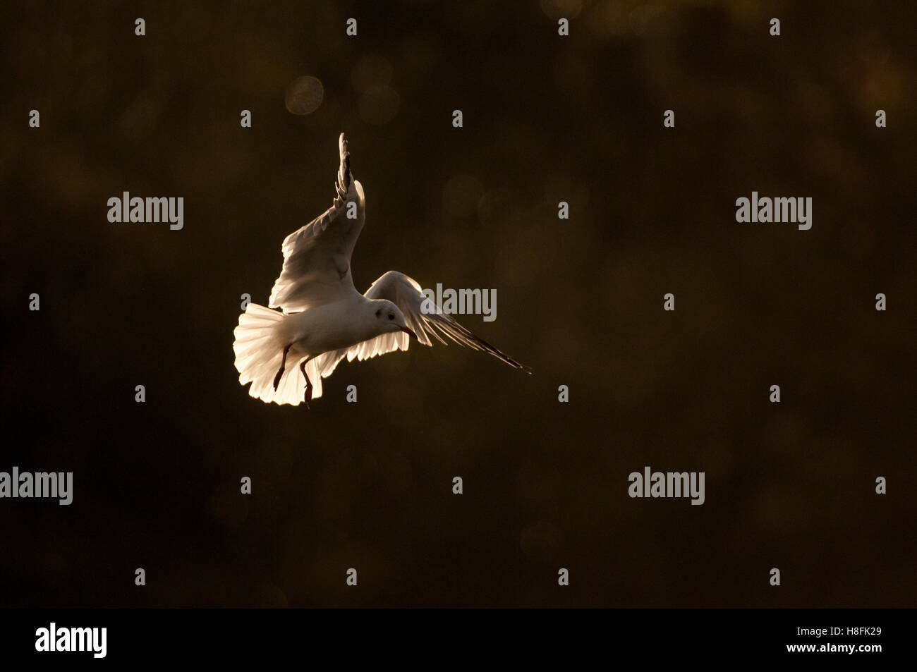 Chroicocephalus ridibundus Mouette noir en vol au lever du soleil, Essex, octobre Banque D'Images