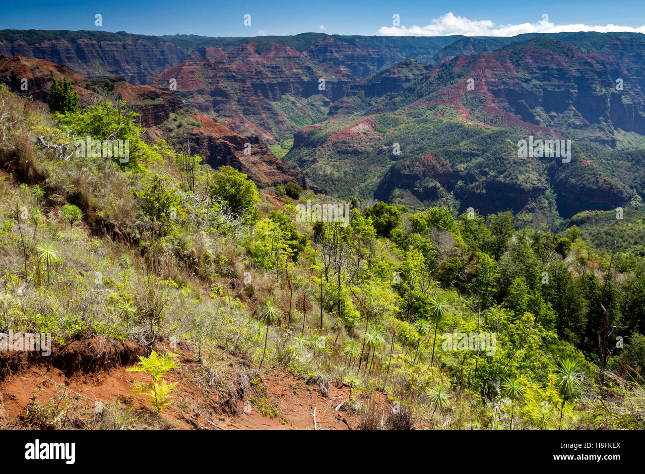Vue sur le Canyon de Waimea sur l'île de Kauai, Hawaii, USA. Banque D'Images