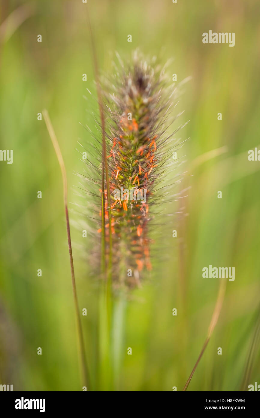 La couleur en automne, l'herbe ornementales Pennisetum viridescens. Champ Oudolf, Hauser & Wirth, Bruton, Somerset, Royaume-Uni. Septembre Banque D'Images