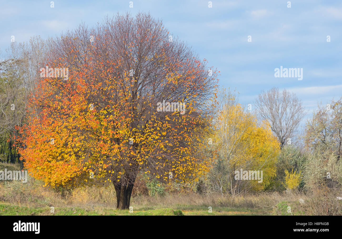 Cerisier d'automne solitaire Banque D'Images