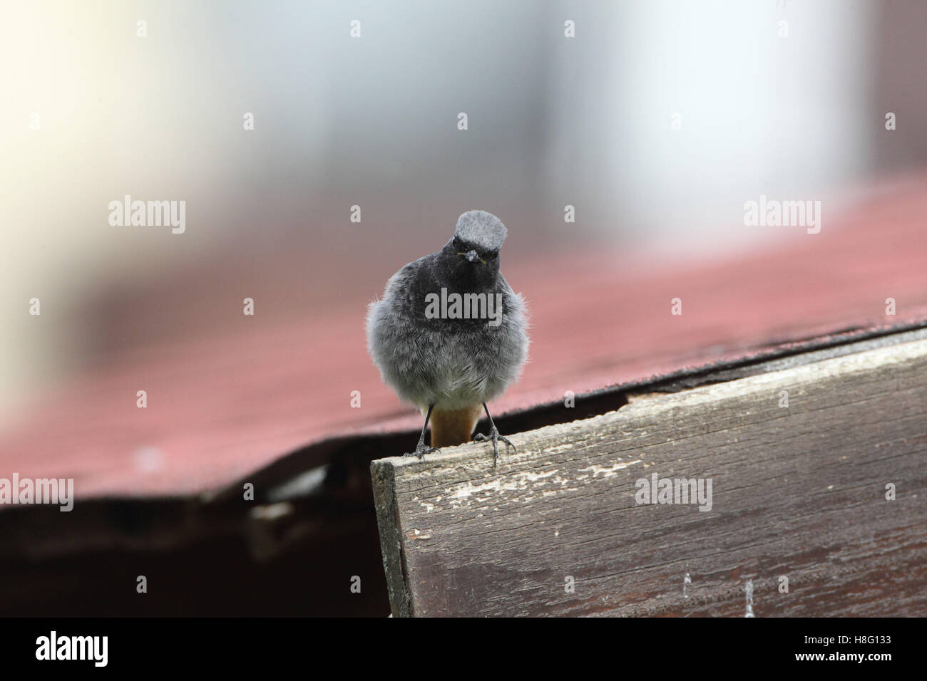 Les jeunes, de redémarrage, animal, Phoenicurus ochruros Banque D'Images