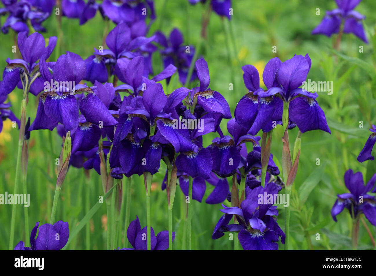 Bleu iris Banque D'Images