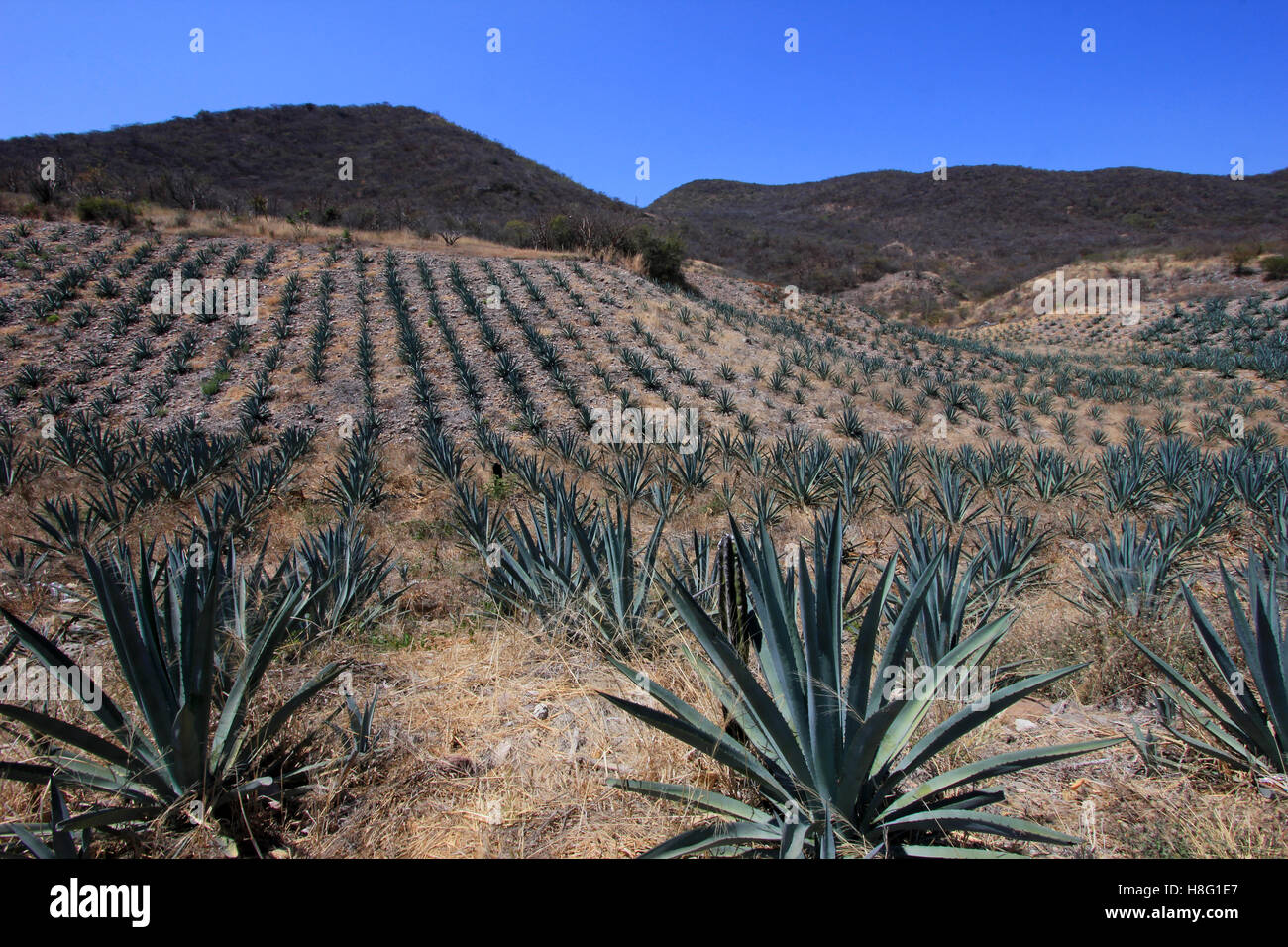 Champ pour produire des plantes Maguey mezcal, Mexique Banque D'Images