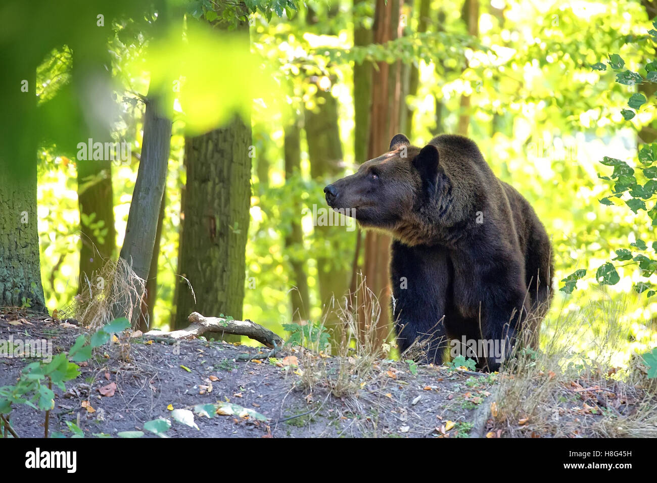 Ours brun dans la forêt Banque D'Images
