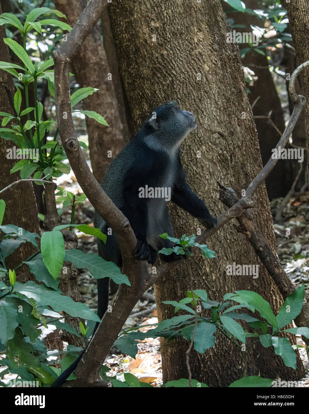 Diadem ou bleu singe dans les arbres au bord du lac de Myanara, Tanzania Banque D'Images