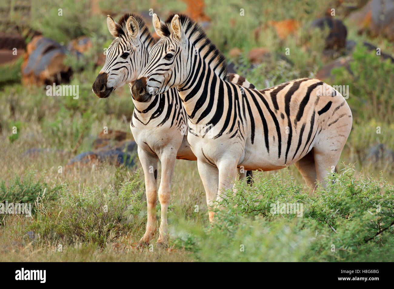 Deux plaines (Burchell) zèbres (Equus burchelli) dans l'habitat naturel, l'Afrique du Sud Banque D'Images