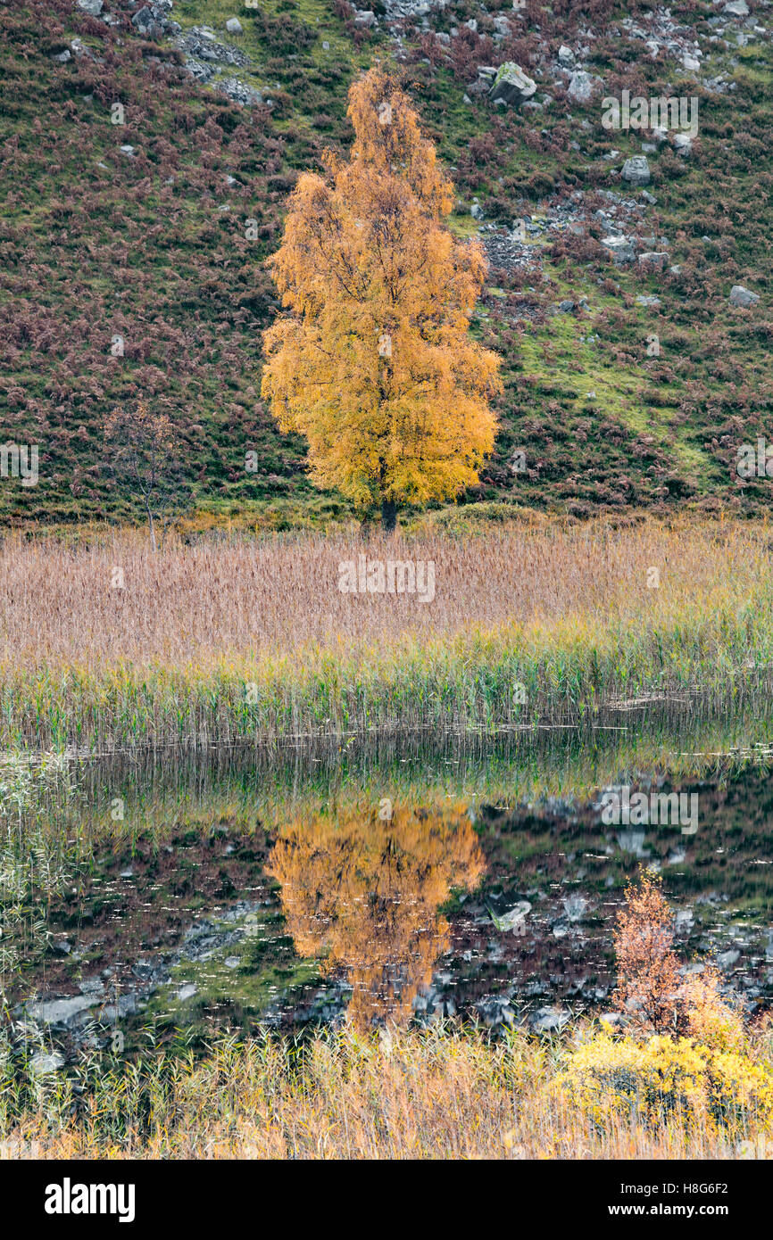 Les couleurs de l'automne d'un arbre, le bouleau verruqueux Betula pendula refléter dans un lac en Ecosse. Banque D'Images