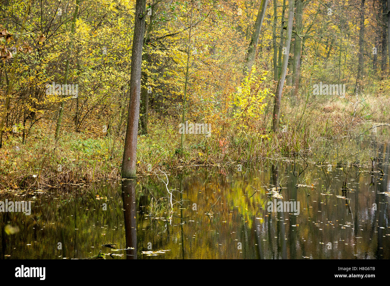 Le silence du lac forestier envahi par les roseaux à l'automne en automne Basse Silésie Pologne Banque D'Images