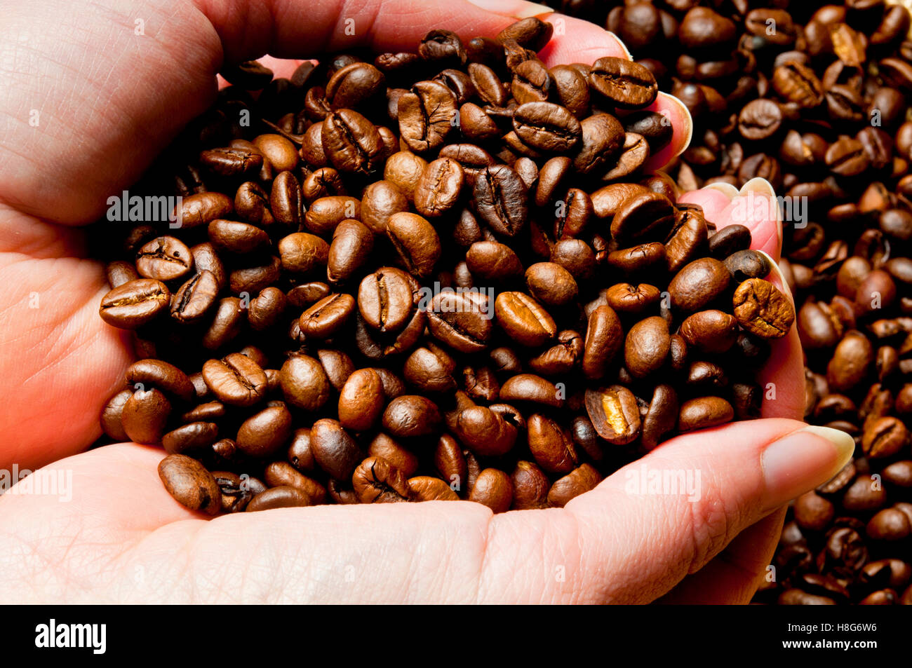 Hands holding Coffee beans Banque D'Images