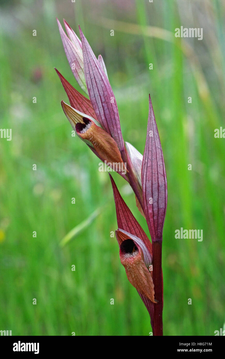 C'est la sauvagette Serapias vomeracea, Long-lipped serapias ou charrue-partager serapias - Wild Orchid Banque D'Images