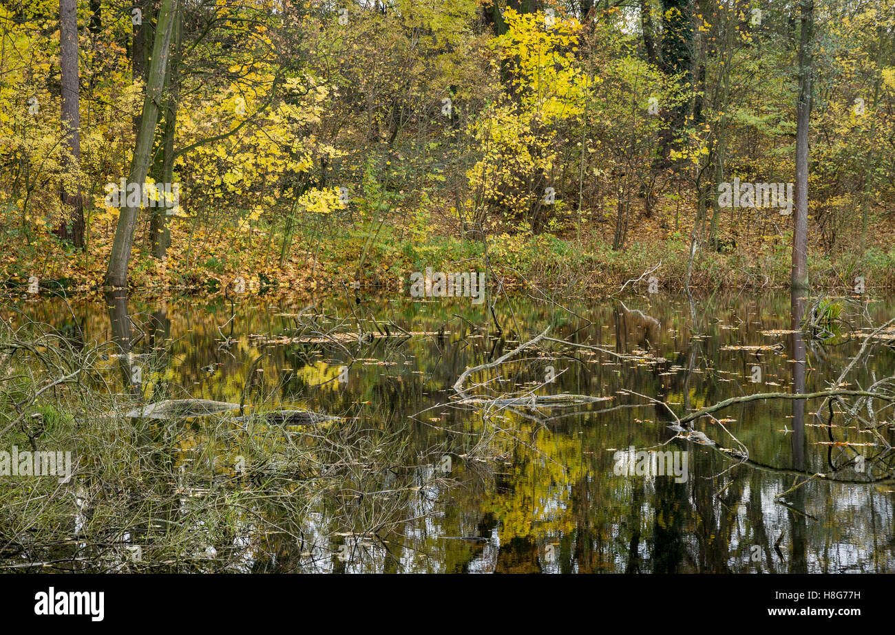 Le silence du lac forestier envahi par les roseaux à l'automne en automne Basse Silésie Pologne Banque D'Images