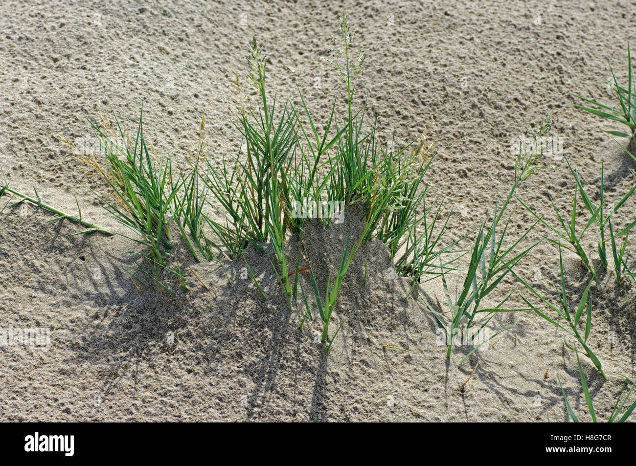 Sporobolus virginicus, la mer dropsead ou table d'eau salée, un pionnier-plantes dans les dunes de sable, famille des Poacées Banque D'Images