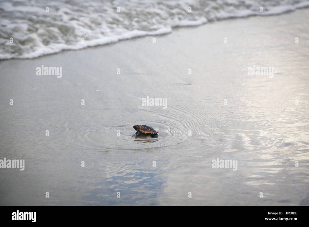 Une petite tortue caouanne tortue se déplace vers l'arrivée d'un vague sur une plage le long de l'océan Atlantique. Banque D'Images