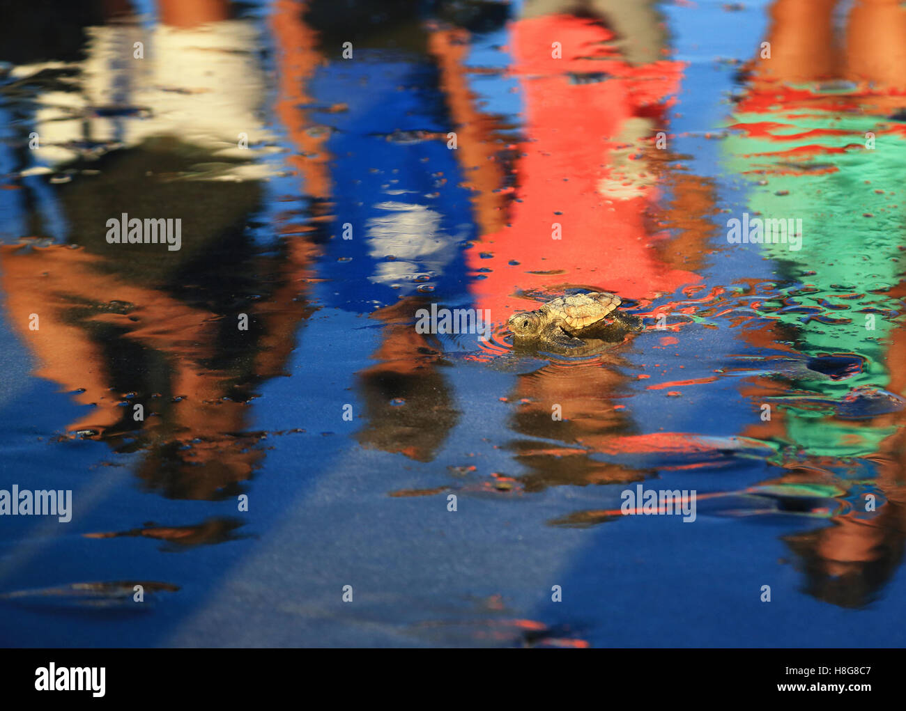 Une jeune tortue caouanne se hisse le long de la rive vers humide de l'océan. Il y a des réflexions de spectateurs dans le sable. Banque D'Images