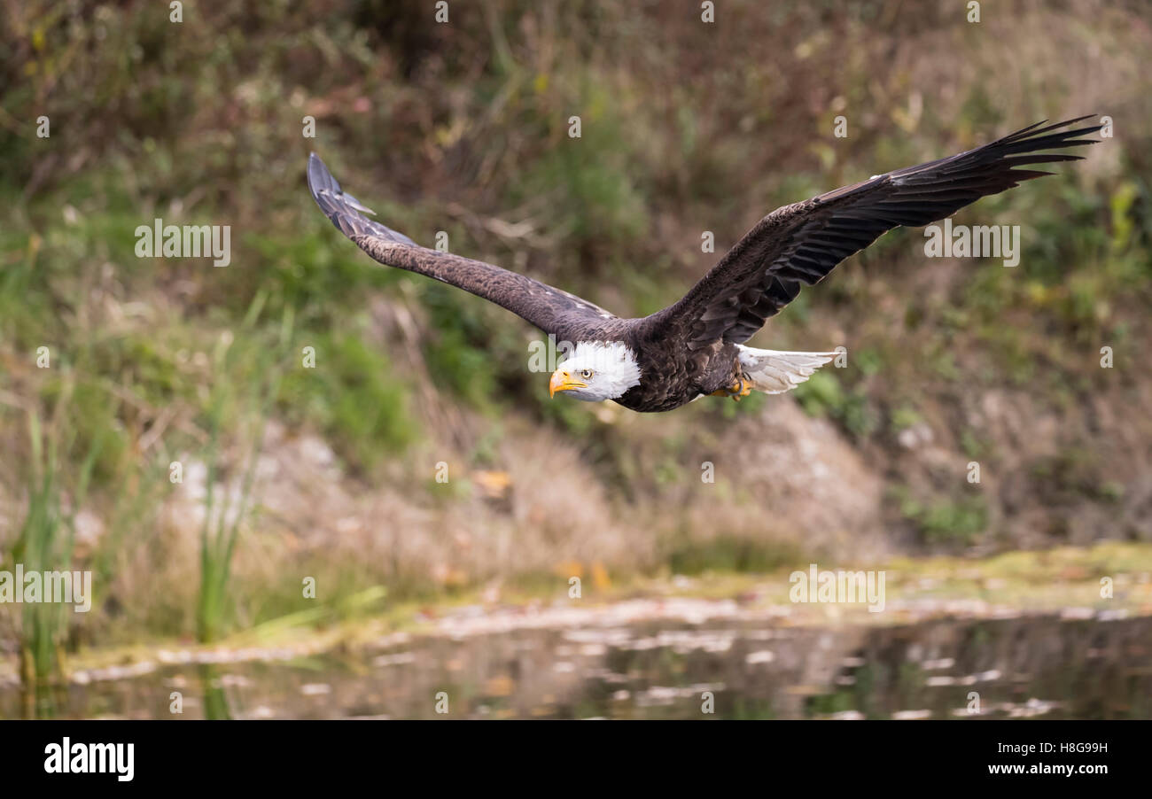 Sammy le American Bald Eagle survolant l'étang Banque D'Images