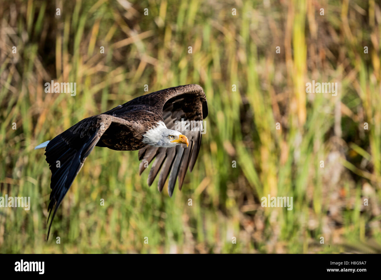 Sammy le American Bald Eagle survolant l'étang Banque D'Images