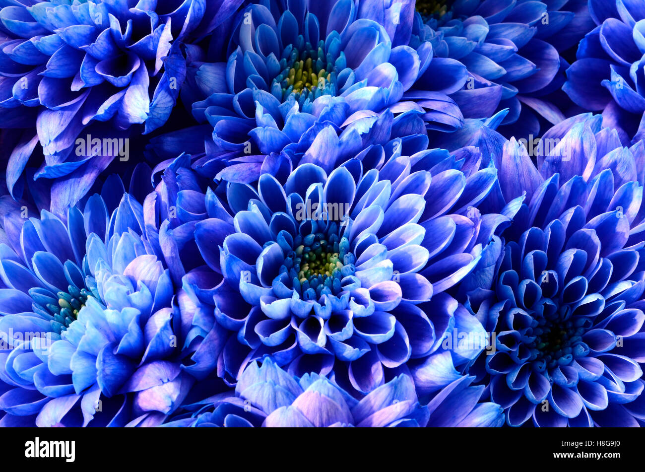 Close up of fleur bleue : aster avec pétales bleu et jaune pour le fond du coeur ou de texture Banque D'Images