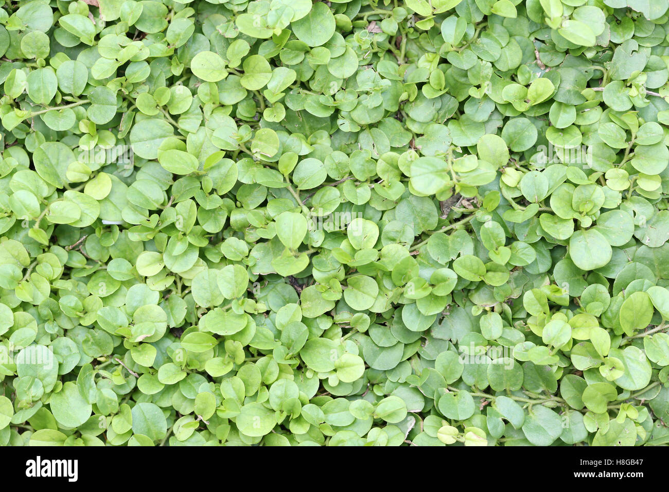Macro dans les feuilles d'un vert vif petit arbre dans le parc public de la conception historique de la nature. Banque D'Images